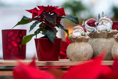 Weihnachtsmarkt Baumschule Lehmann